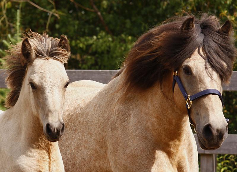 Teitur von Heidmoor b.jpg